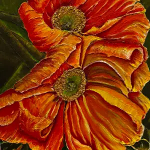 A beautiful poppy is blooming