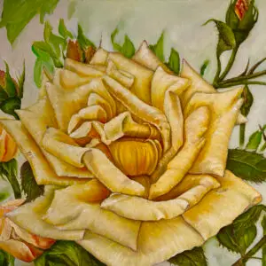Yellow roses