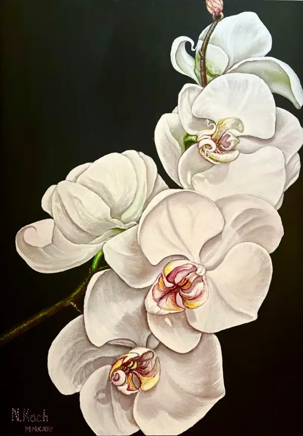 Orchids